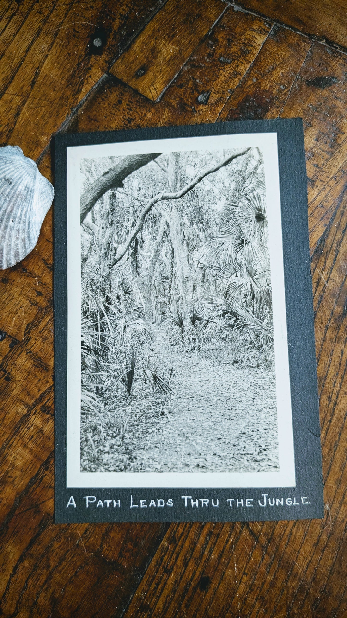 Jungle Prada Photo A