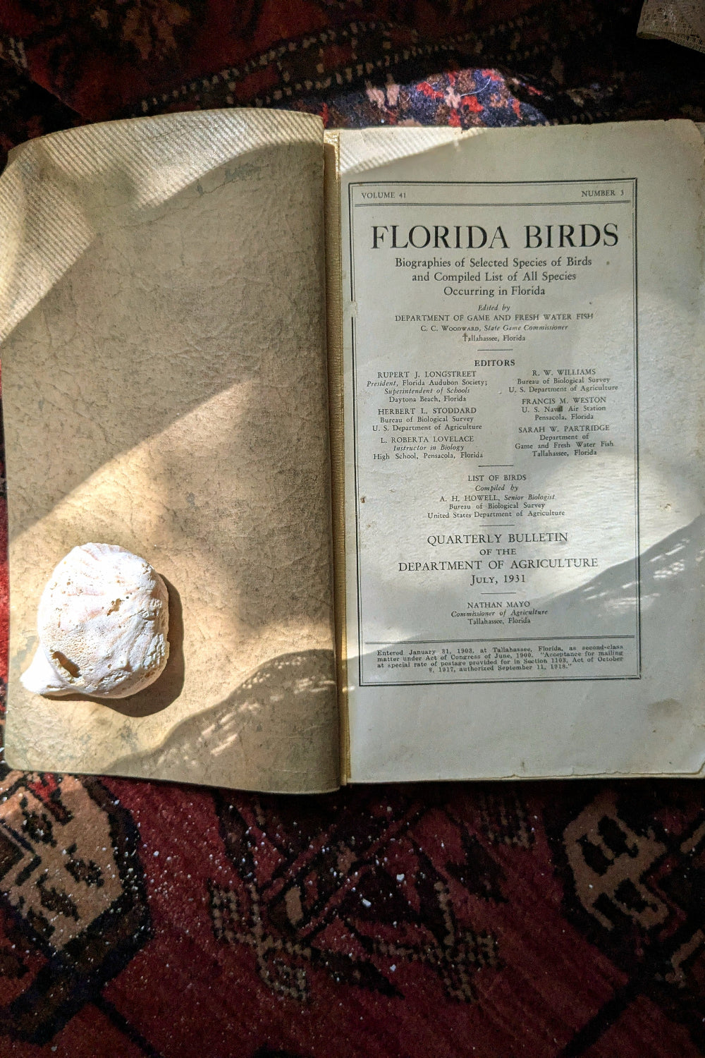 Florida Birds
