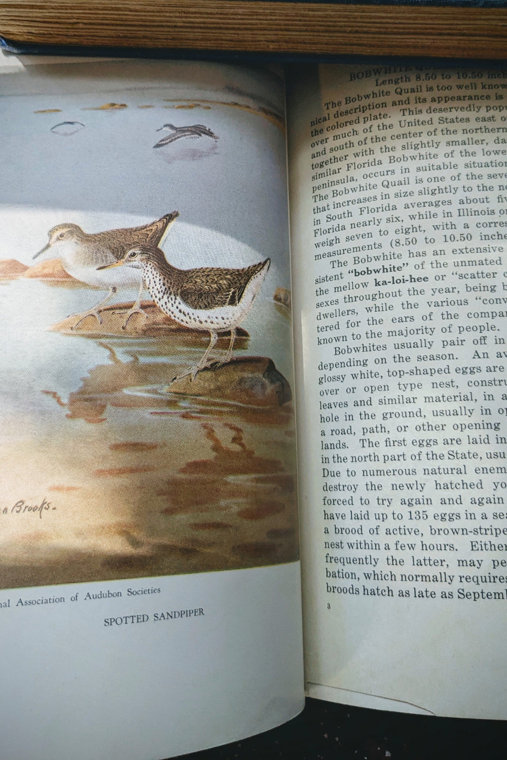 Florida Birds