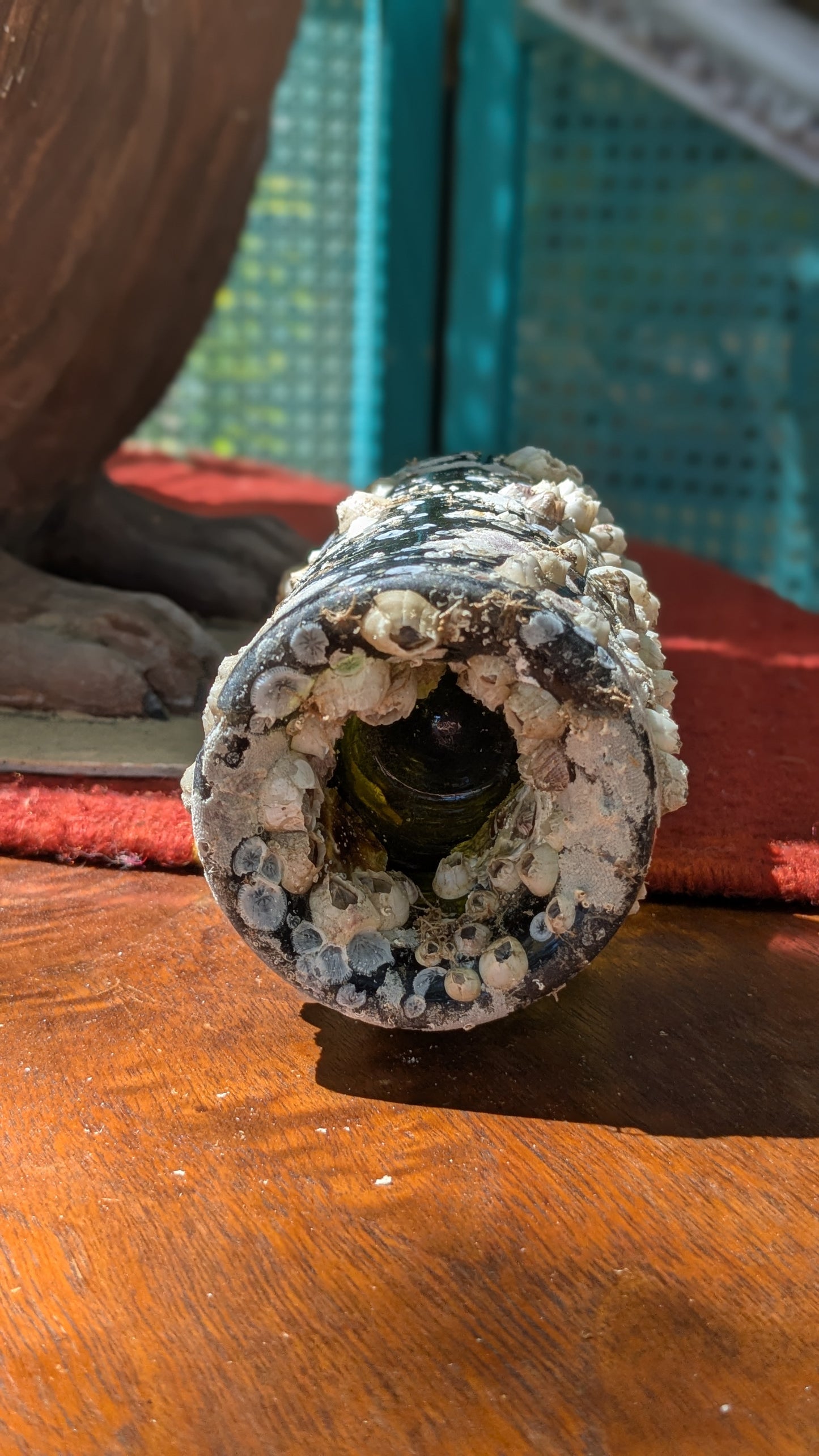 Barnacle Bottle E