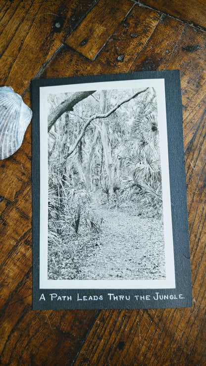 Jungle Prada Photo B