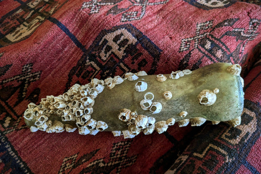 Barnacle Covered Bottle 3
