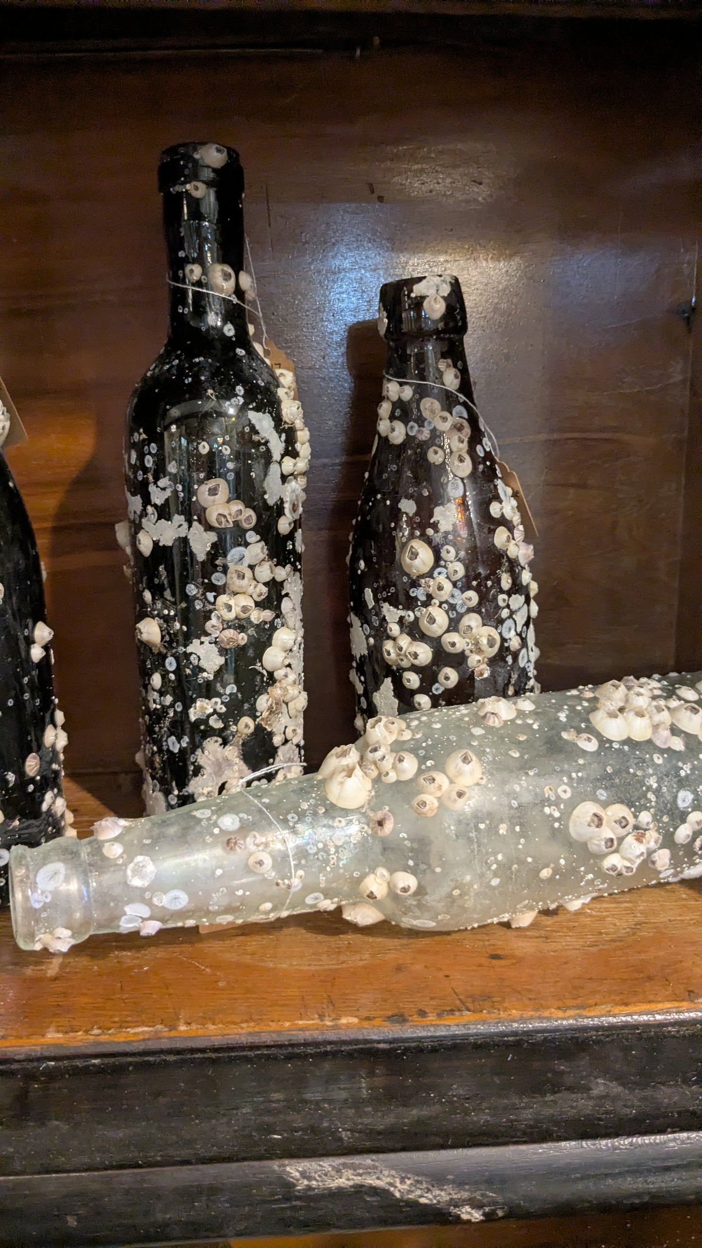 Barnacle Bottle D