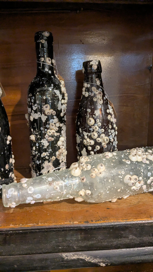 Barnacle Bottle D