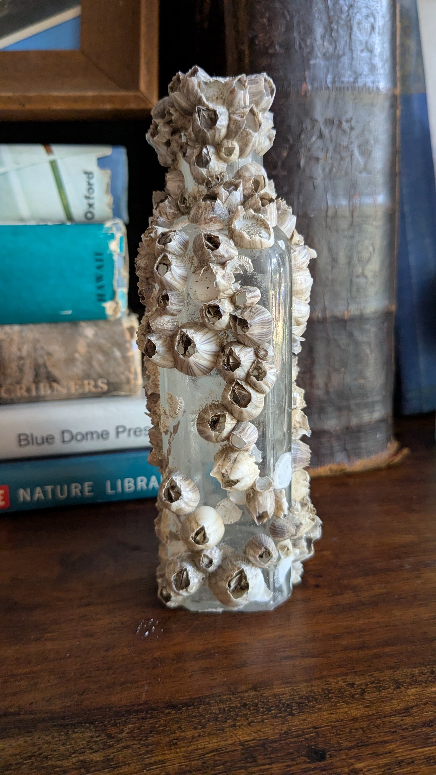 Barnacle Crusted Antique Bottle