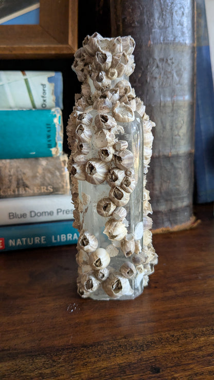 Barnacle Crusted Antique Bottle