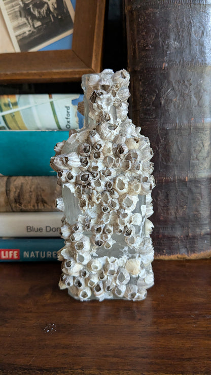 Barnacle Crusted Antique Bottle