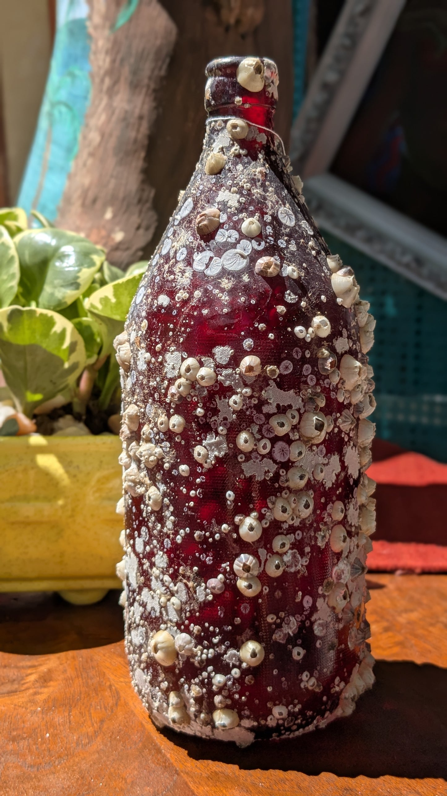 Barnacle Bottle B
