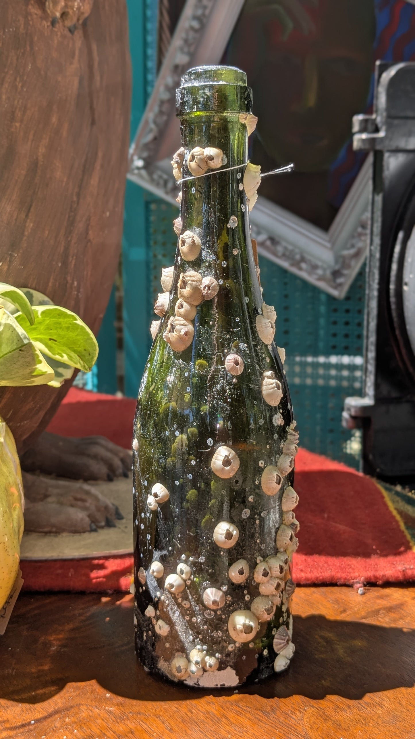 Barnacle Bottle C