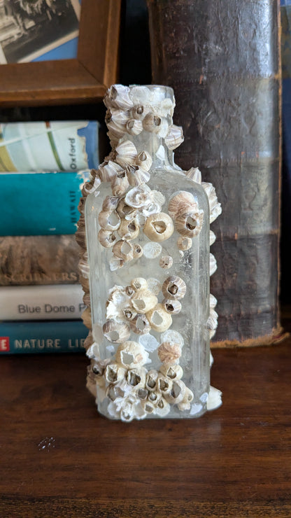 Barnacle Crusted Antique Bottle