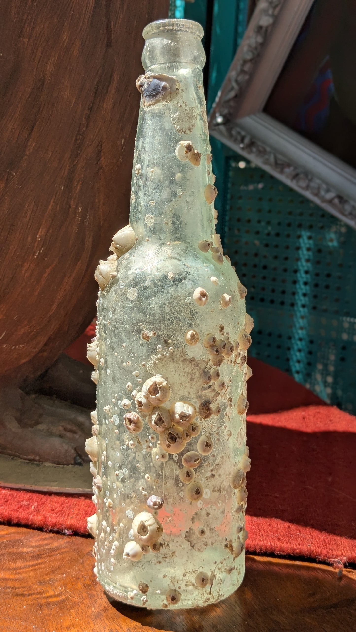 Barnacle Bottle D
