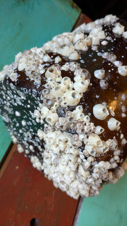 Barnacle Covered Glass Jug