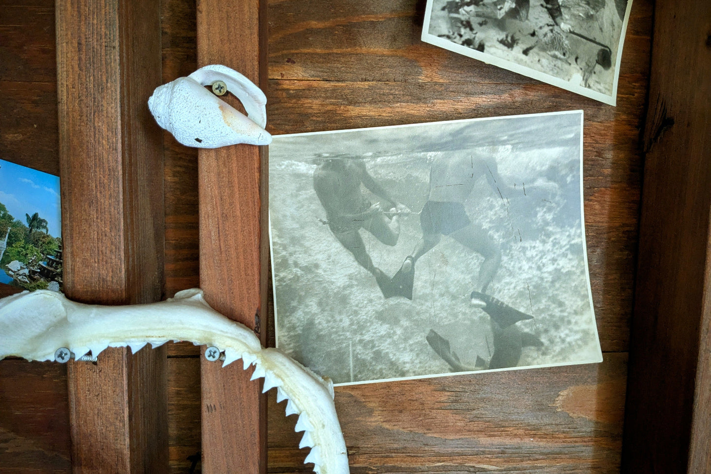 Snorkelers with Shark