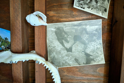 Snorkelers with Shark