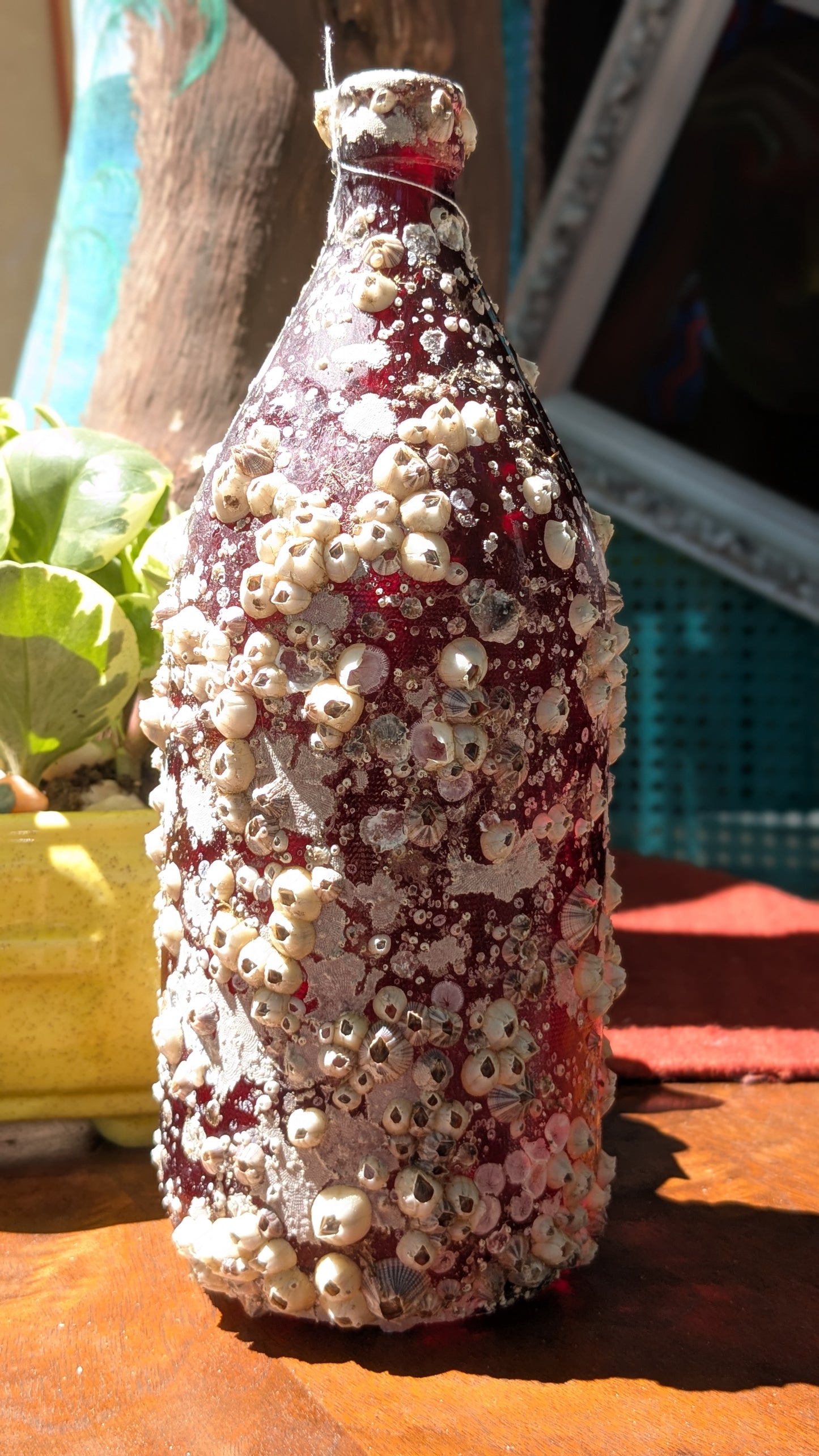 Barnacle Bottle B