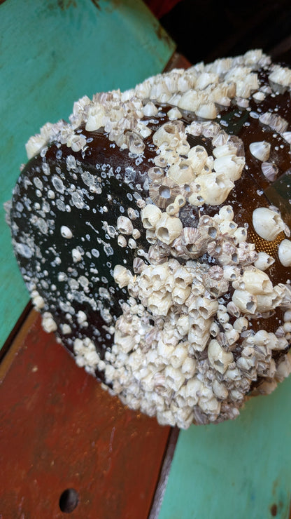 Barnacle Covered Glass Jug