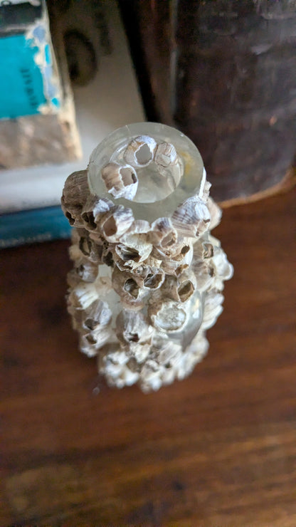 Barnacle Crusted Antique Bottle
