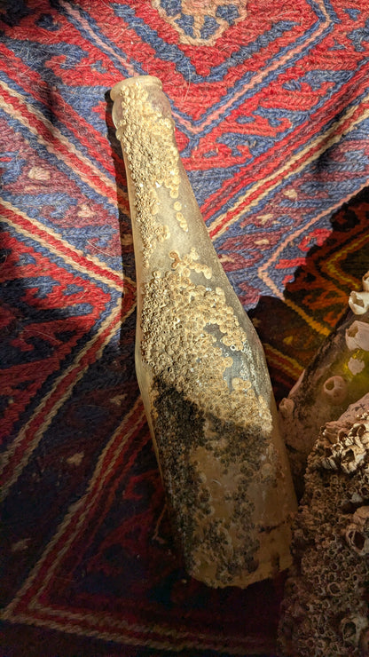 Barnacled Glass Bottle
