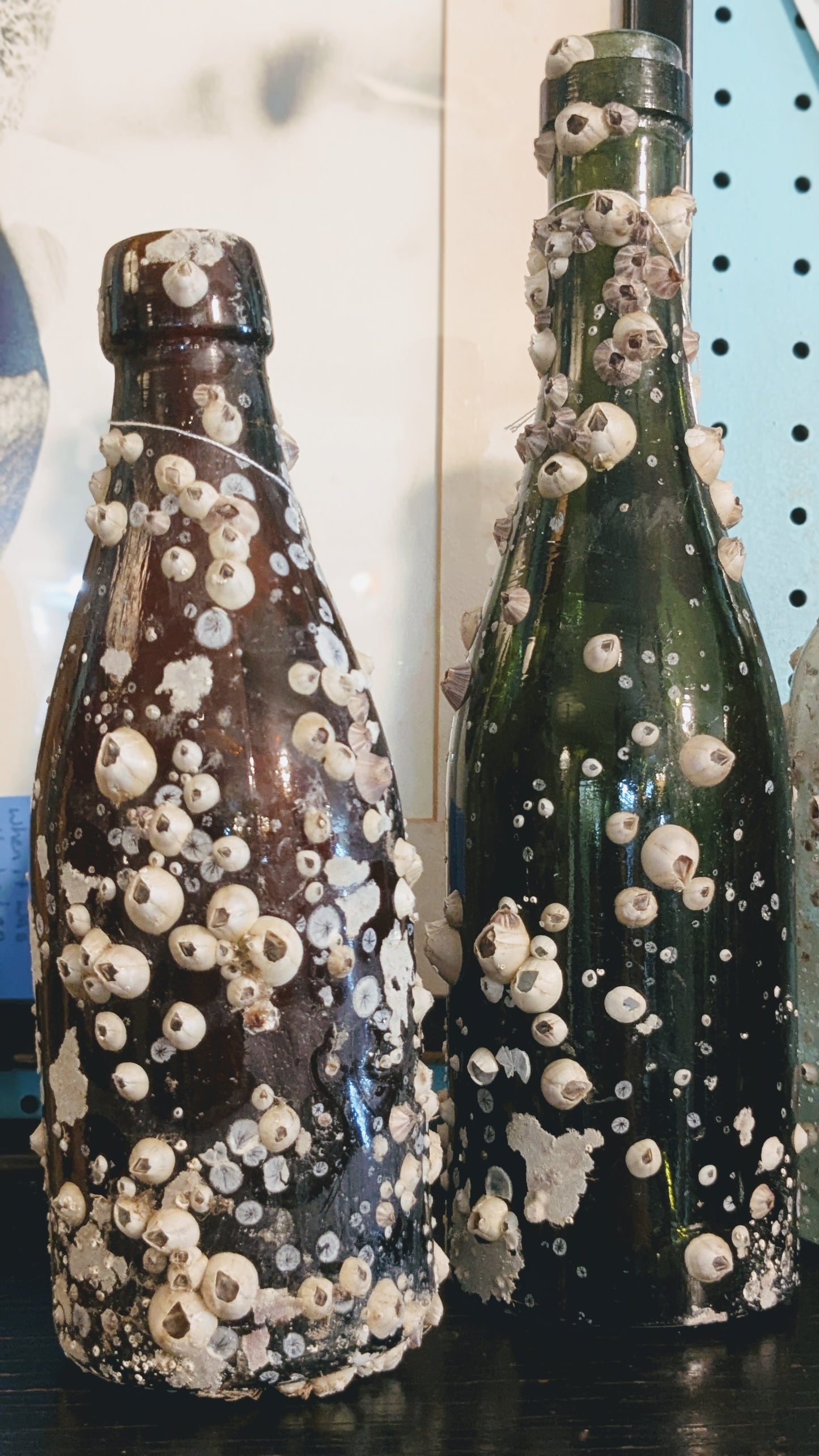 Barnacle Bottle C