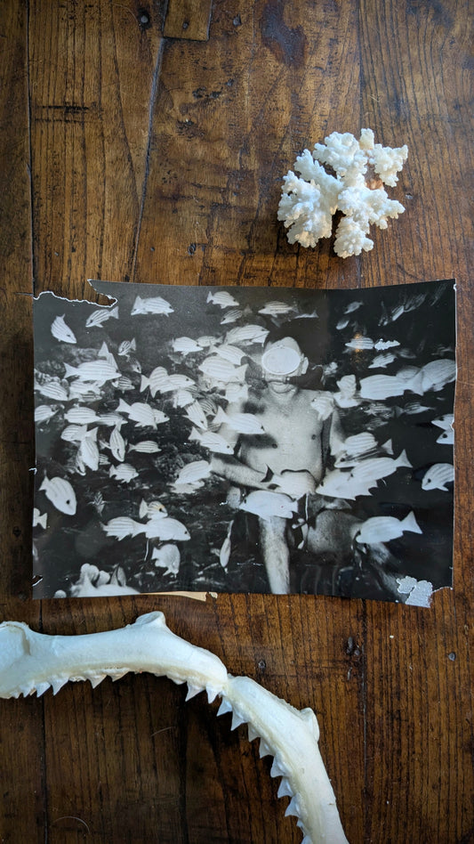 School of Fish Diver