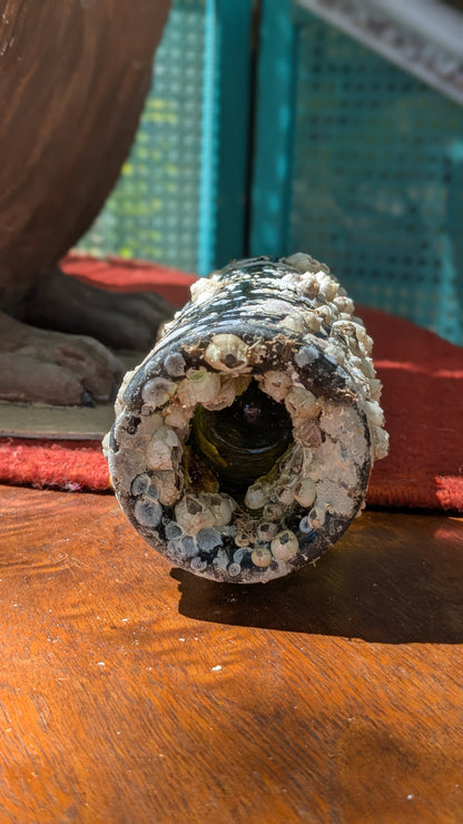 Barnacle Bottle E