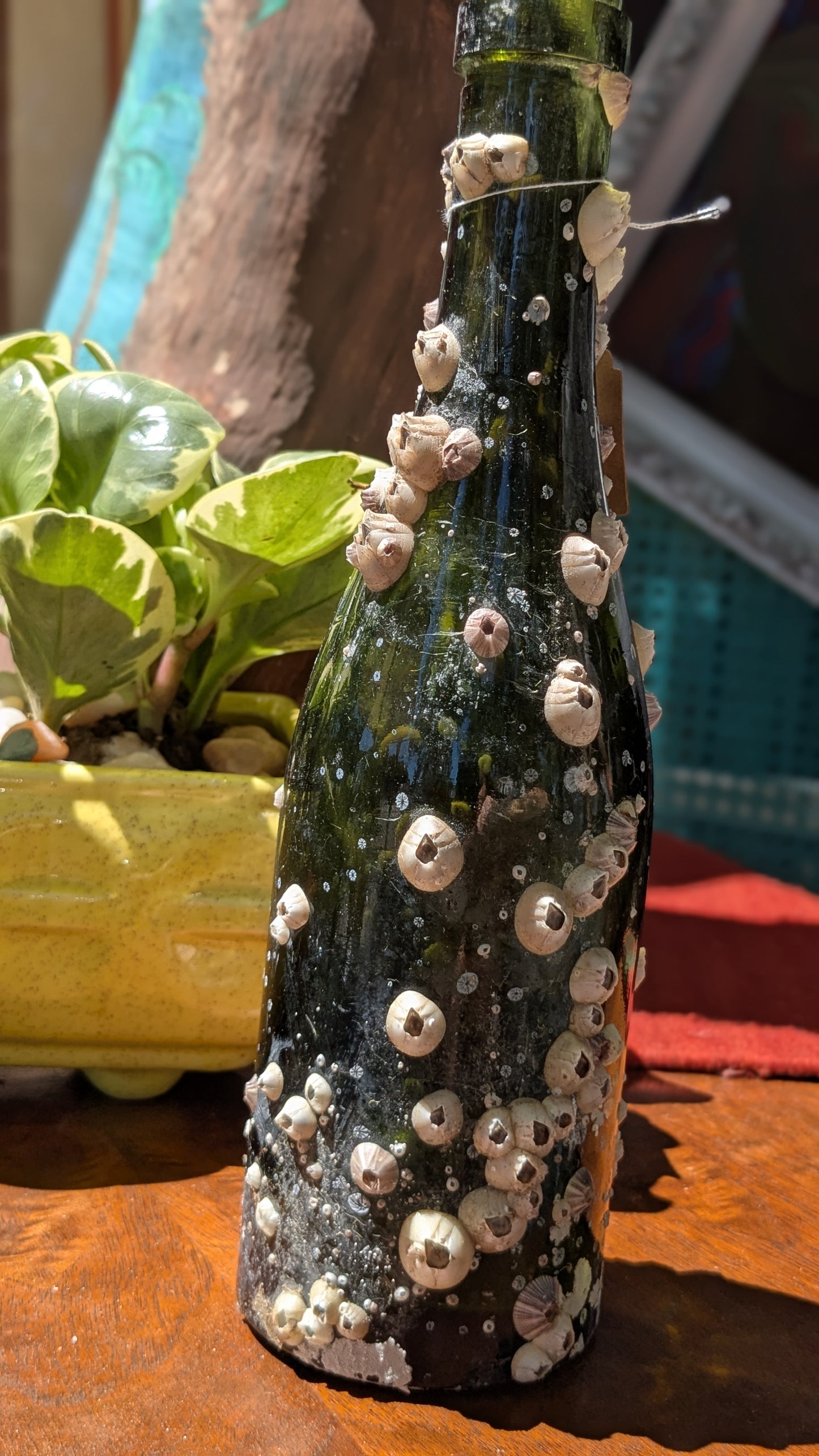 Barnacle Bottle C