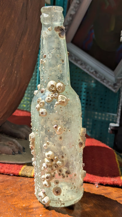 Barnacle Bottle D