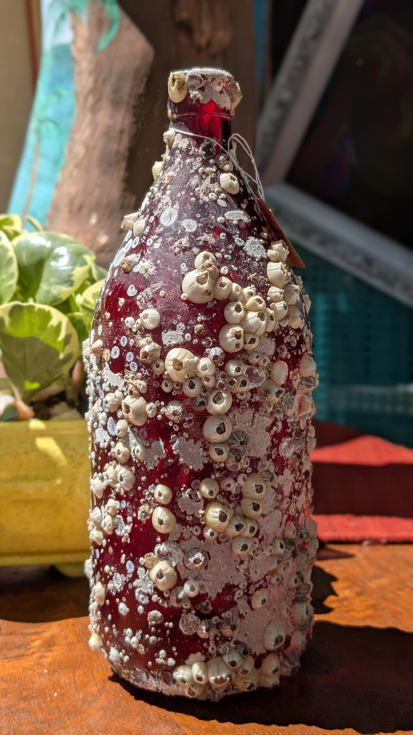 Barnacle Bottle B
