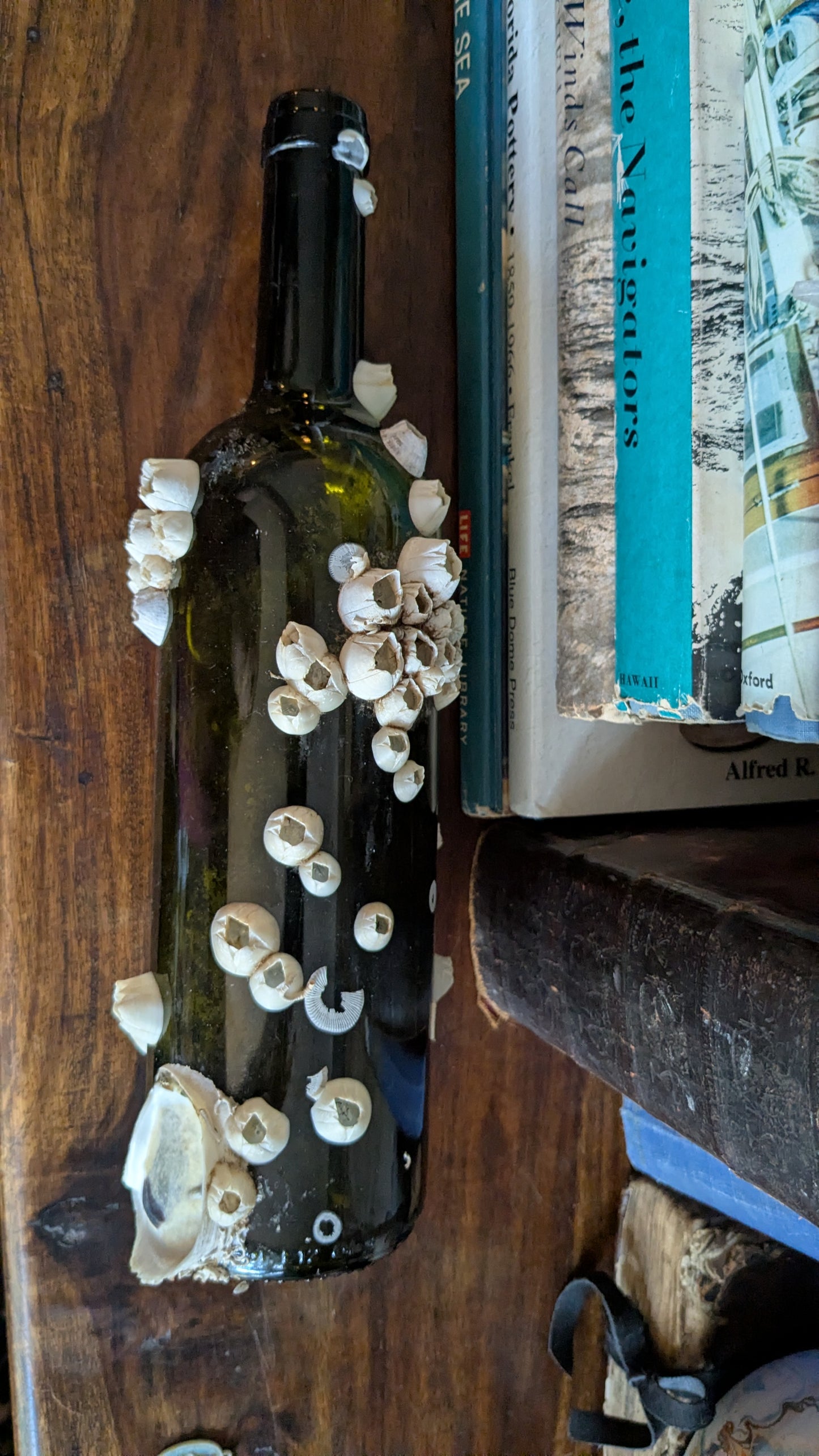 Authentic Barnacle and Oyster Covered Bottle